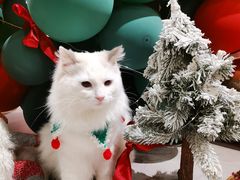 -猫儿山۰猫主题餐厅