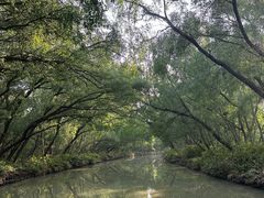 -大湾区中央湿地公园