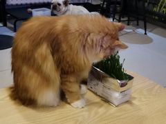 -平行世界·猫咖(首经贸店)