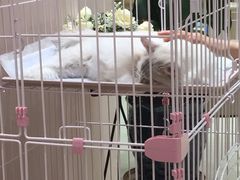 -藏猫猫咖啡主题馆(中央大道店)