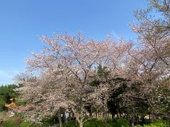 -嘉定紫藤园