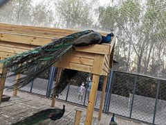 -长白岛森林公园