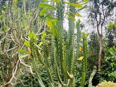 -中国科学院西双版纳热带植物园