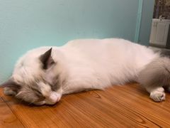 -猫小院猫主题餐厅(三里屯店)