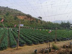 -凤岗南门山森林公园
