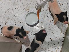 -上海大自然野生昆虫馆(东方明珠·爬宠昆虫探索中心)