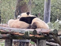 -都江堰中华大熊猫苑