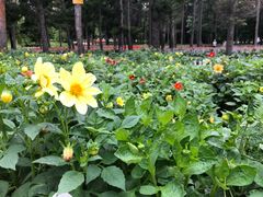 -黑龙江省森林植物园