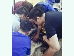 -芭比堂动物医院·犬猫全科·异宠专科(雁塔分院)
