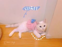 -猫にゃん · 猫的隐藏屋猫咖(麦地旗舰店)