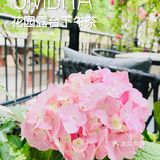 沪上花园露台下午茶Ombra华丽来袭