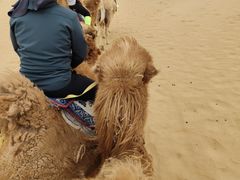 -银肯塔拉沙漠生态旅游景区