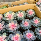 娇艳欲滴の夏日鲜花打卡地🌹
