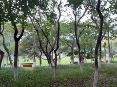 -火炉山森林公园