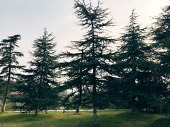 -铁山坪森林公园