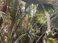 -呀路古热带植物园