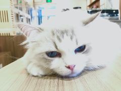 -瞄一喵猫咖(格力海岸店)