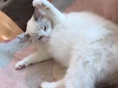 -momokira米努特·德文卷毛猫·棉花面纱犬