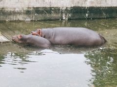 -合肥野生动物园