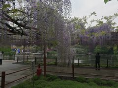 -嘉定紫藤园