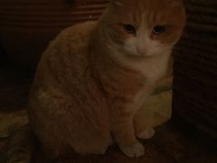 -Sirena海妖日咖夜酒