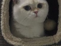 -纳吉亚猫专科动物诊疗中心(蒋宅口分院)