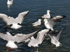 -洱海月湿地公园
