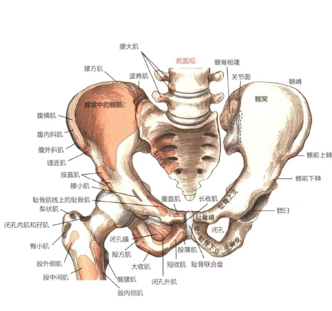 骨盆的基本结构