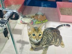 -FAELING PETS美天灵宠物(富力广场店)