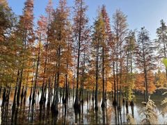 -白鹭湾湿地公园