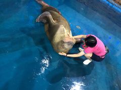 -烟台海昌鲸鲨海洋公园