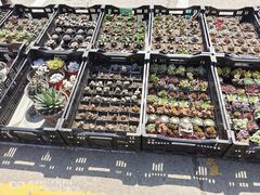 -中环花鸟鱼虫市场