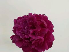 -Butchart布查德鲜花(花艺设计中心)