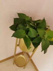 -薇兰专业脱毛连锁机构