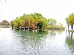 -贡湖湾湿地公园