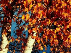 -塞罕坝国家级自然保护区