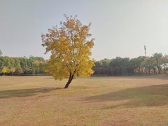 -大望京公园