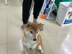 -瑞派动物医院·猫专科·至诚(江南中分院)