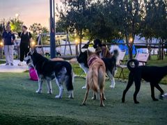 -爪吧宠物乐园 (温榆河示范区店)