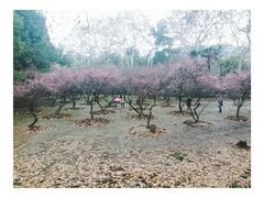 -武汉大学-樱园