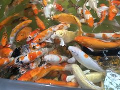 -正佳雨林生态植物园
