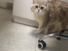-中农国际动物医院24小时·猫科·骨科·急重症中心
