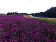 -富田农场