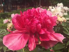 iphone_upload_pic-景山公园
