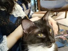 -猫色咖啡·猫咖