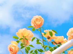 -鹅湖玫瑰文化园