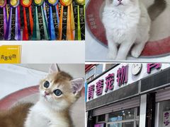 -青奢宠物·青奢猫舍