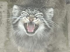 -青藏高原野生动物园