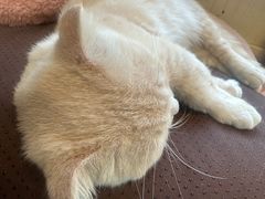 -猫小院猫主题餐厅(南锣旗舰店)