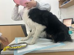 -贝利宠物医院·骨科·眼科·肿瘤转诊中心(南坪诊疗中心)